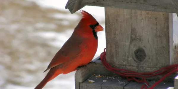 Did I Think to Mention?